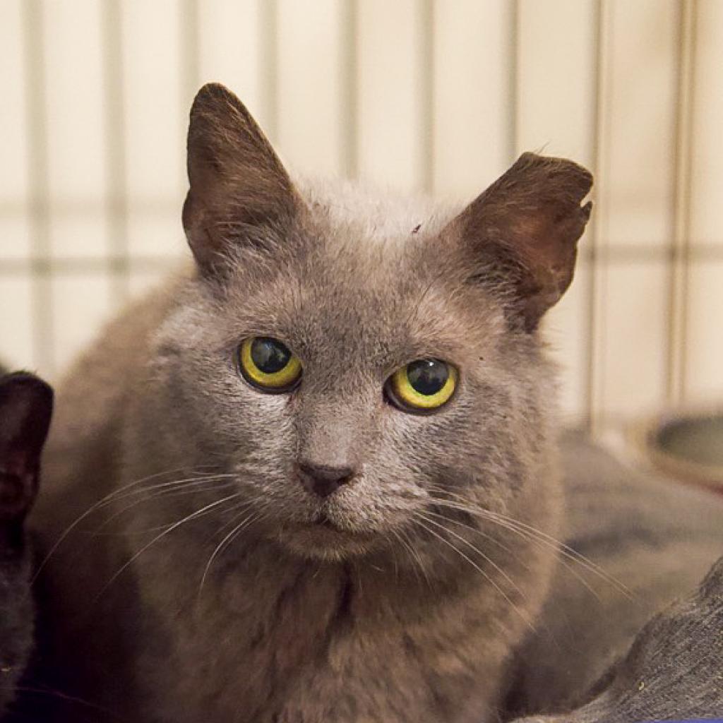 Celeste, Adoptable, Senior Female Domestic Short Hair.