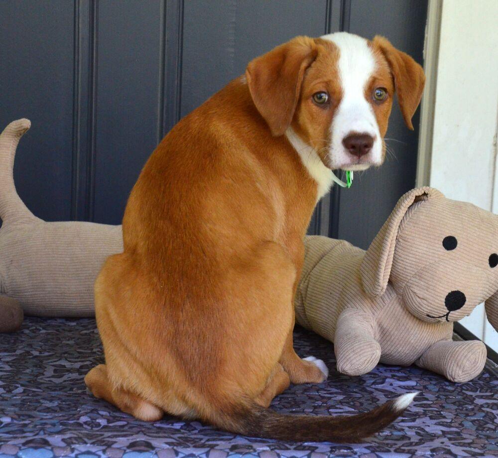 Enlarge Clay, a Adoptable mixed breed in Willingboro, NJ image 1/6