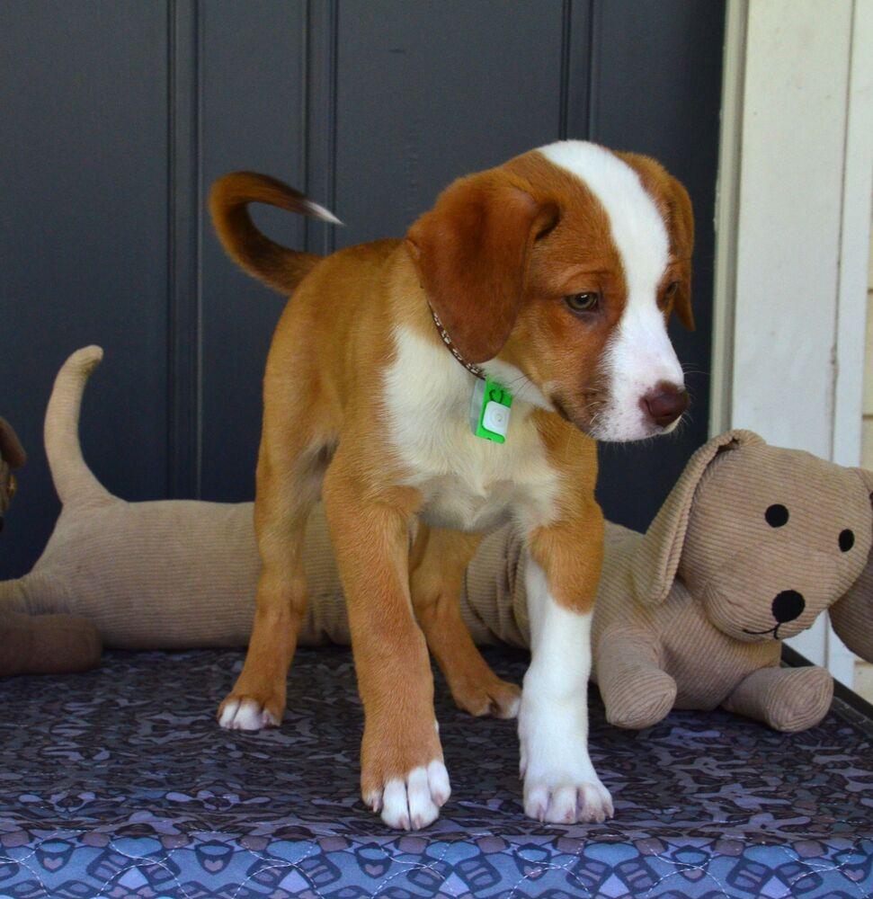 Enlarge Clay, a Adoptable mixed breed in Willingboro, NJ image 2/6