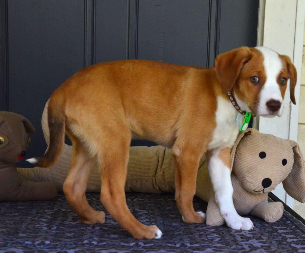 Enlarge Clay, a Adoptable mixed breed in Willingboro, NJ image 3/6