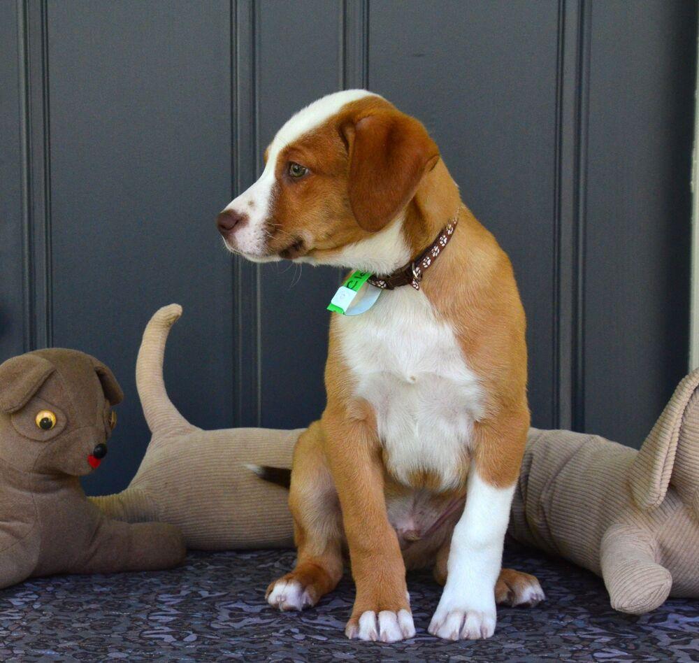 Enlarge Clay, a Adoptable mixed breed in Willingboro, NJ image 4/6