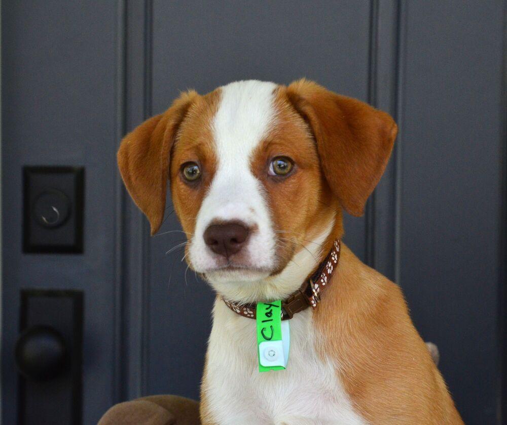 Enlarge Clay, a Adoptable mixed breed in Willingboro, NJ image 5/6