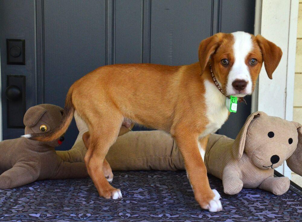 Enlarge Clay, a Adoptable mixed breed in Willingboro, NJ image 6/6