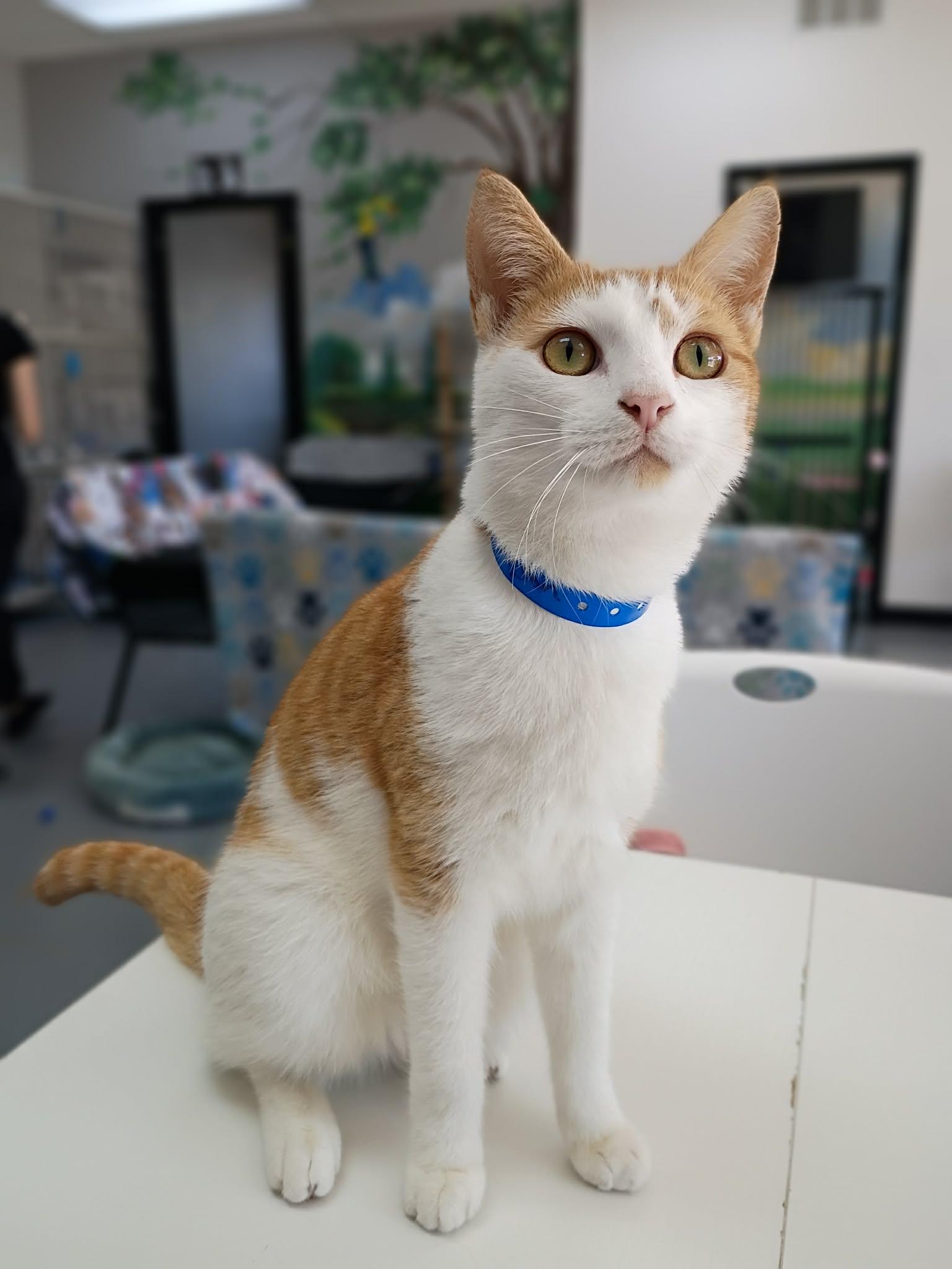 Lexington, ADOPTABLE, Young Male Domestic Short Hair.