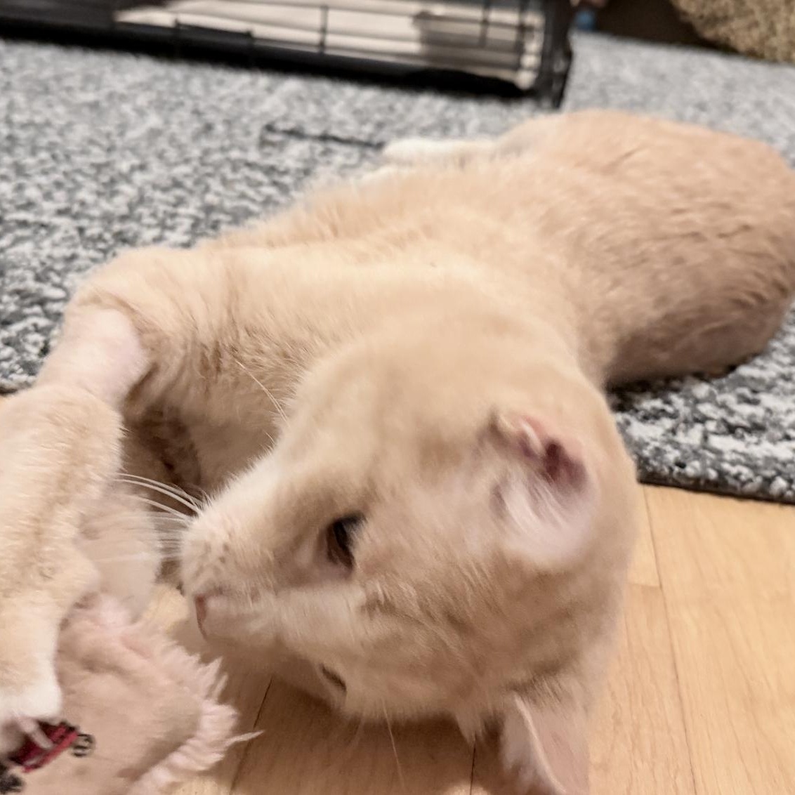 Turmeric, a ADOPTABLE Domestic Short Hair in Milwaukee, WI image 6/6