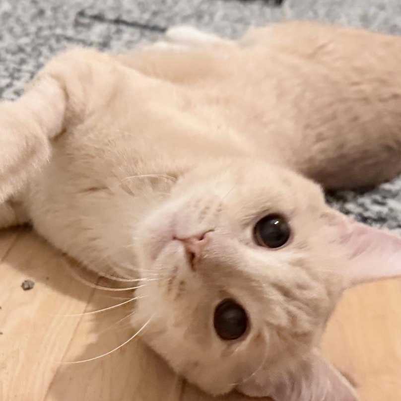 Turmeric, ADOPTABLE, Young Male Domestic Short Hair.