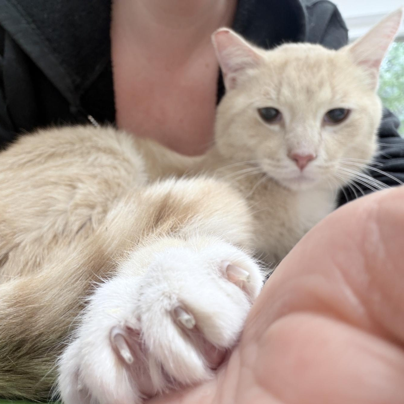 Turmeric, a ADOPTABLE Domestic Short Hair in Milwaukee, WI image 4/6