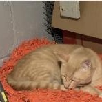 Turmeric, a ADOPTABLE Domestic Short Hair in Milwaukee, WI image 3/6