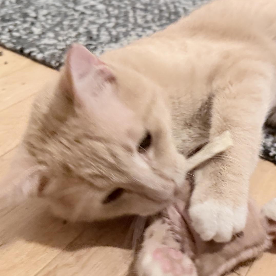 Turmeric, a ADOPTABLE Domestic Short Hair in Milwaukee, WI image 5/6