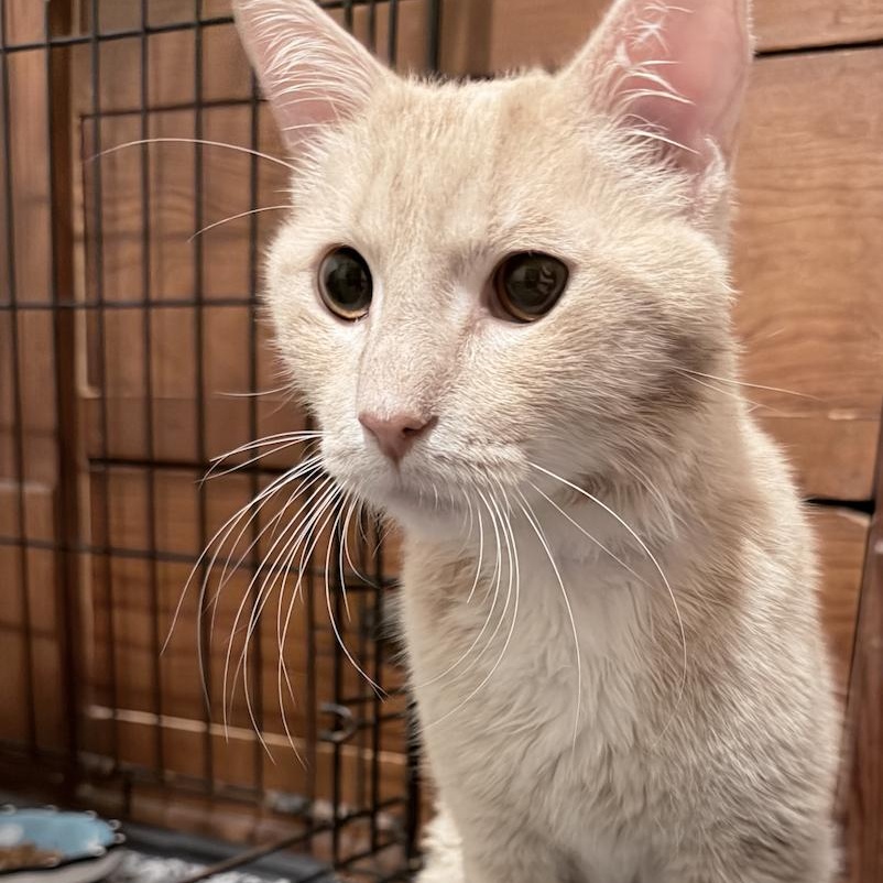 Turmeric, a ADOPTABLE Domestic Short Hair in Milwaukee, WI image 2/6