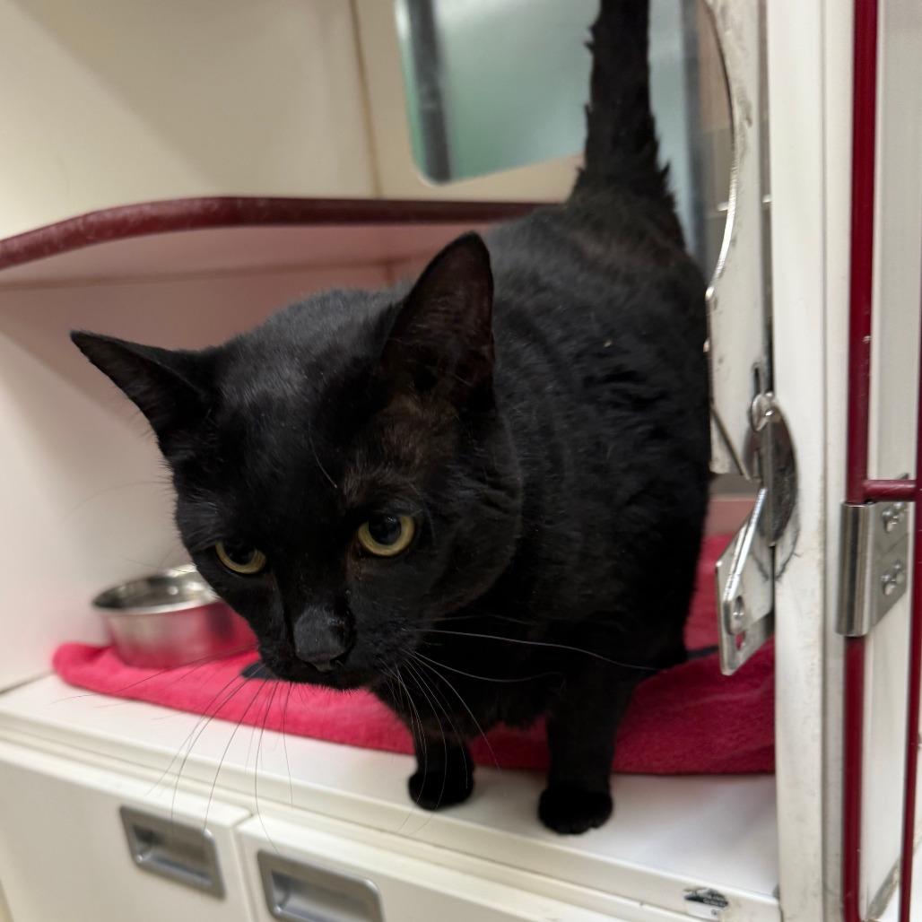 Yoyo, Adoptable, Senior Female Domestic Short Hair.