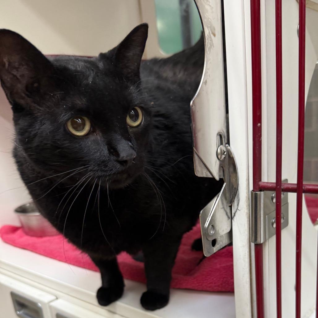 Enlarge Yoyo, a Adoptable Domestic Short Hair in Cheyenne, WY image 2/6