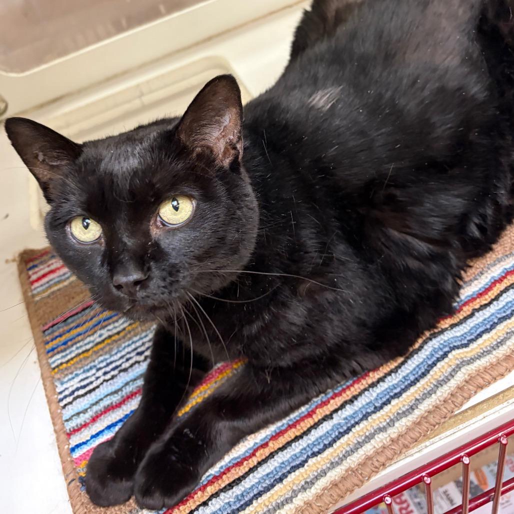 Enlarge Yoyo, a Adoptable Domestic Short Hair in Cheyenne, WY image 3/6
