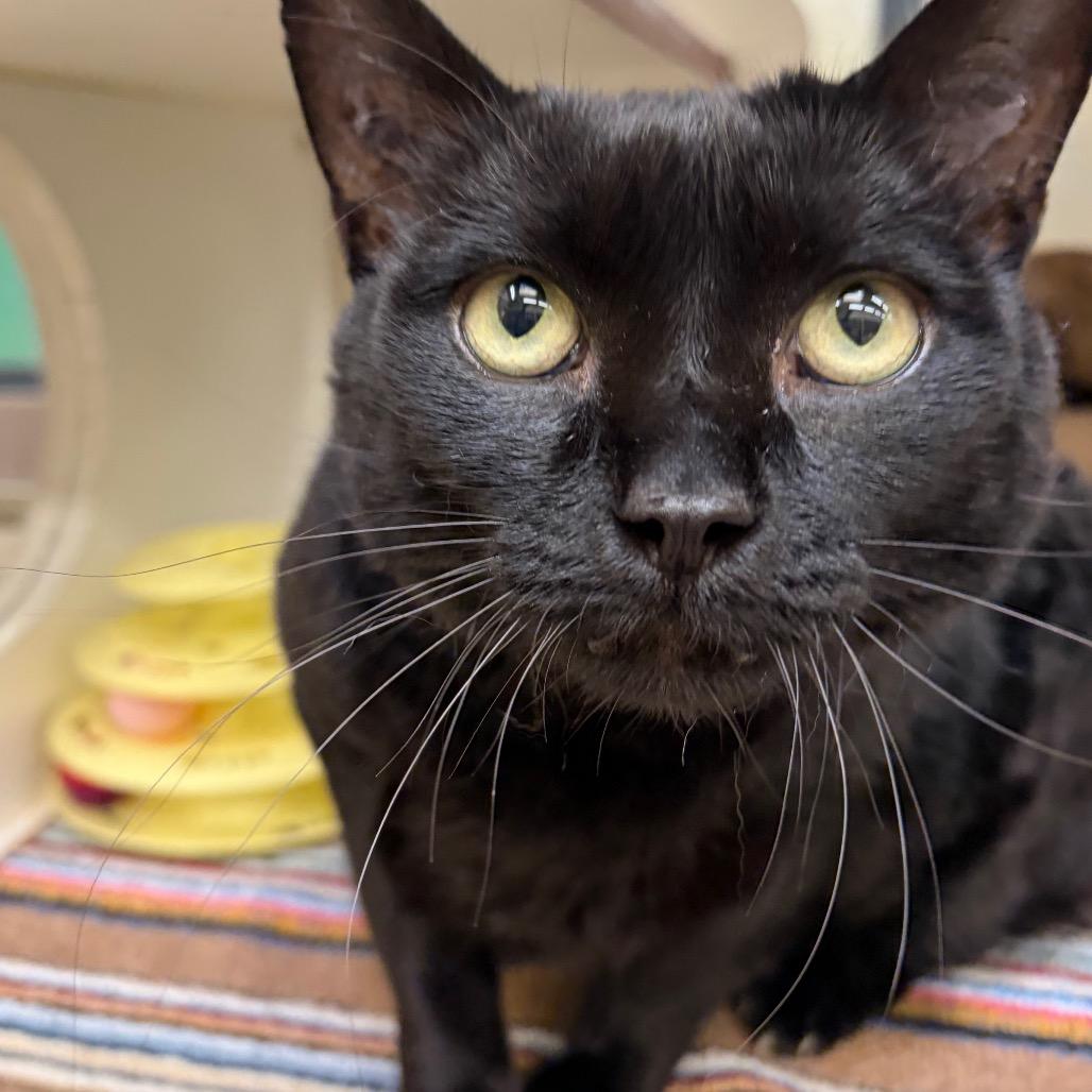 Enlarge Yoyo, a Adoptable Domestic Short Hair in Cheyenne, WY image 4/6