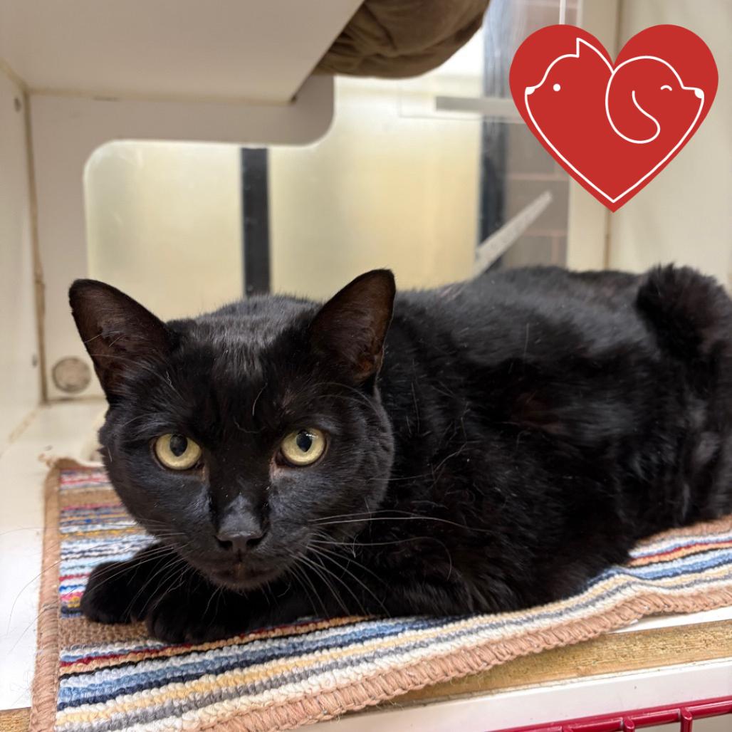 Enlarge Yoyo, a Adoptable Domestic Short Hair in Cheyenne, WY image 5/6