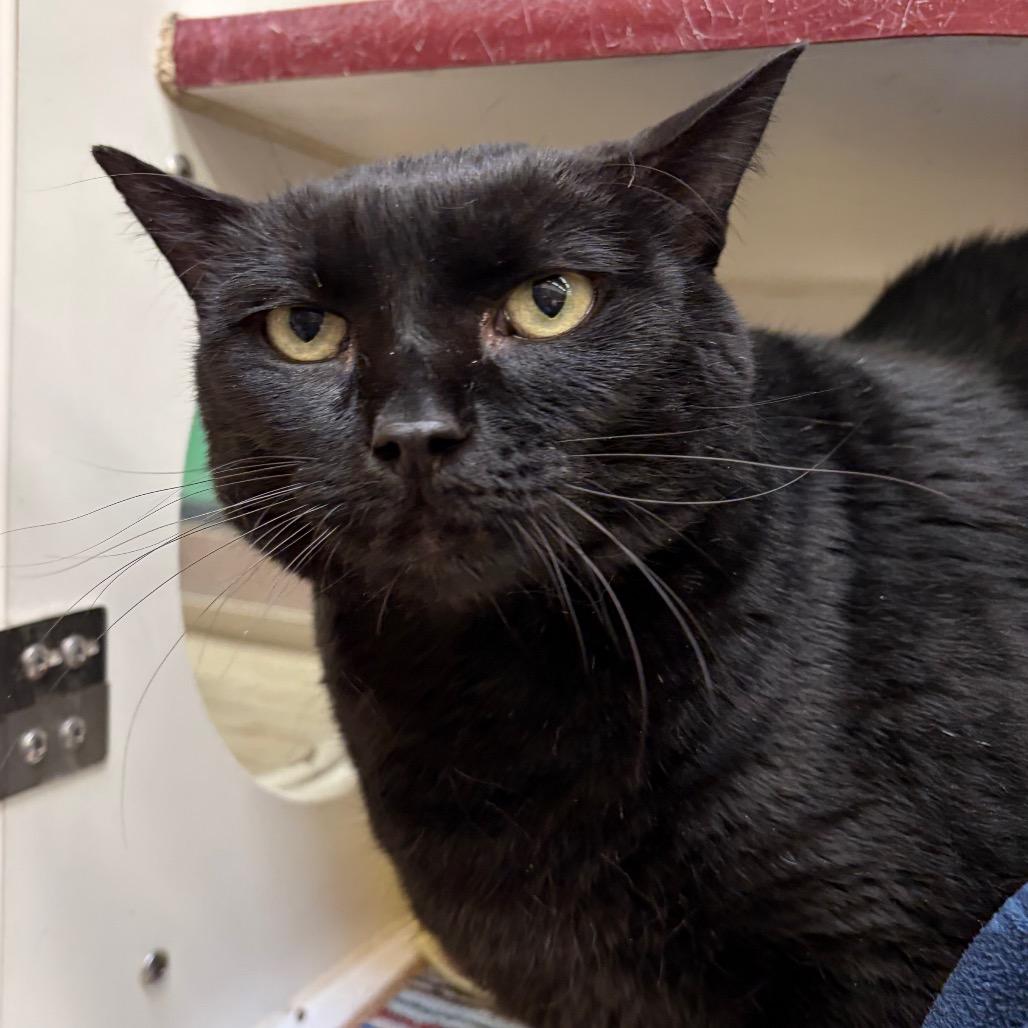 Enlarge Yoyo, a Adoptable Domestic Short Hair in Cheyenne, WY image 6/6