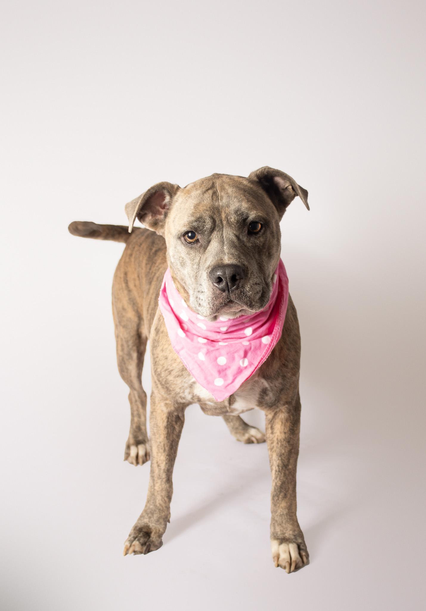 Cardi, Adoptable, Adult Female Pit Bull Terrier.