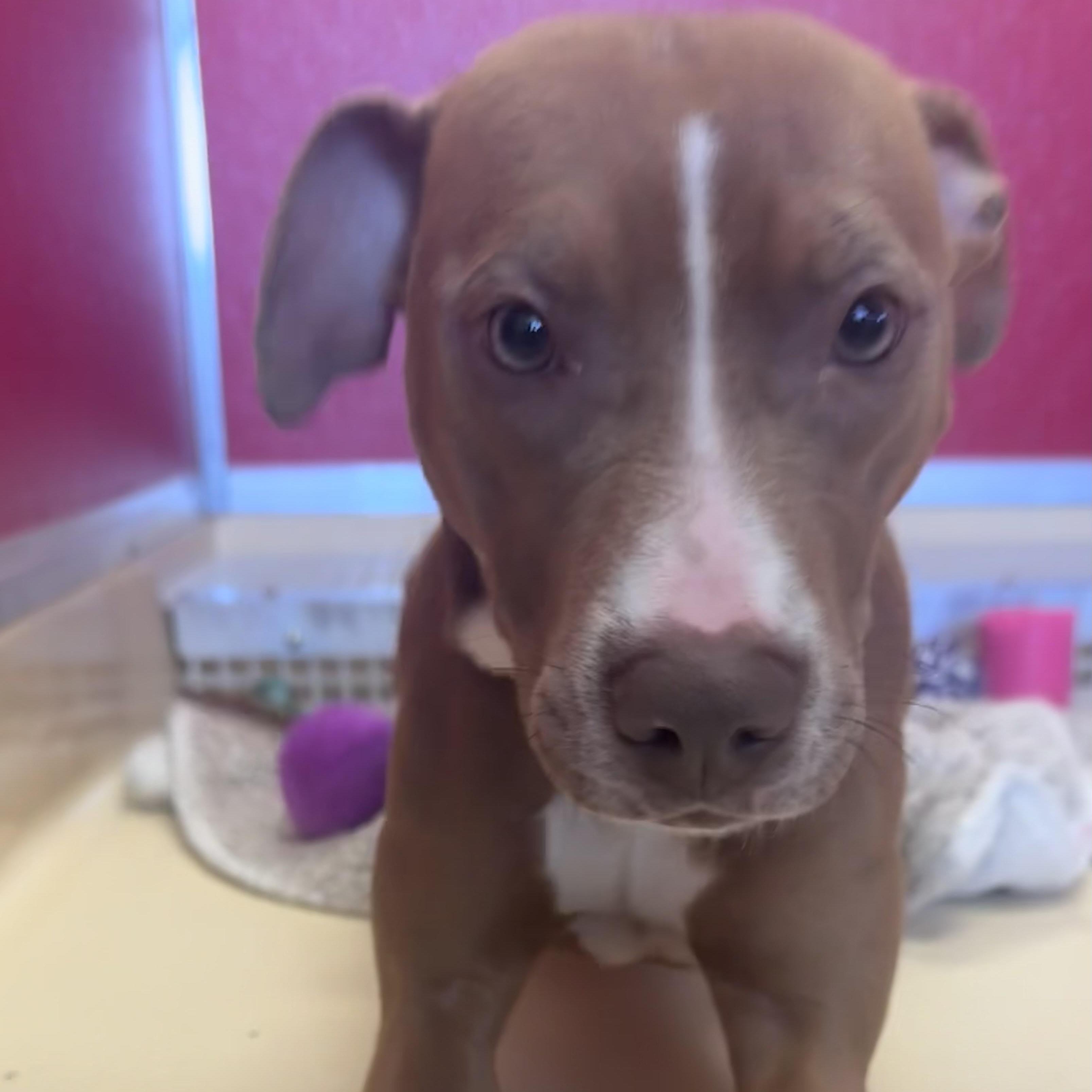Storm , ADOPTABLE, Young Female Pit Bull Terrier.