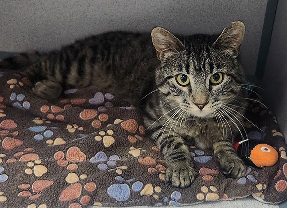 Catzilla, Adoptable, Adult Male Domestic Short Hair.