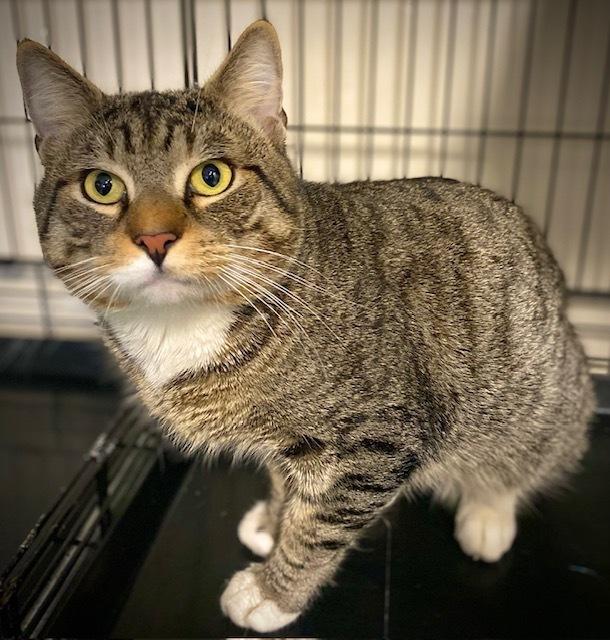 Theodore, Adoptable, Adult Male Domestic Short Hair.