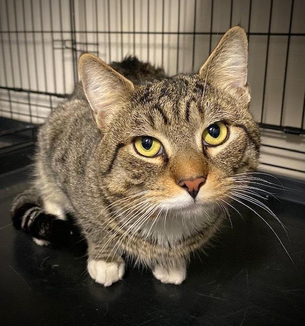 Enlarge Theodore, a Adoptable Domestic Short Hair in Duxbury, MA image 2/3