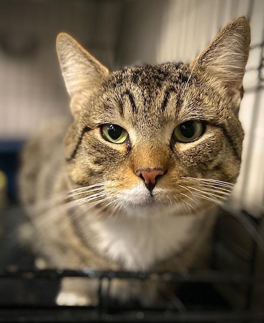 Enlarge Theodore, a Adoptable Domestic Short Hair in Duxbury, MA image 3/3