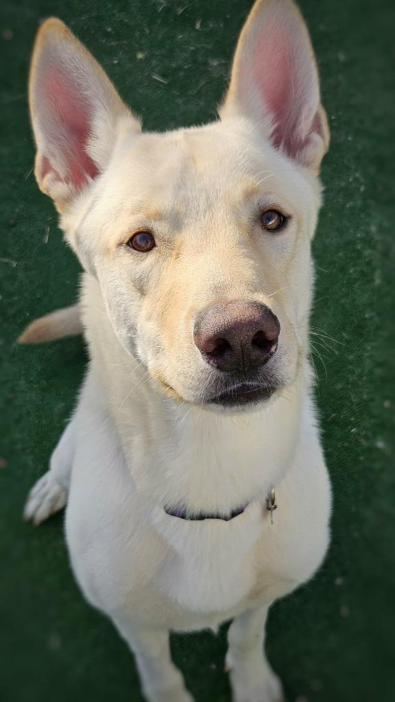 Ducky, a Adopted mixed breed in Warren, MI image 1/4