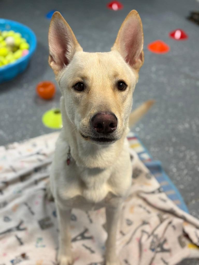 Ducky, a Adopted mixed breed in Warren, MI image 4/4