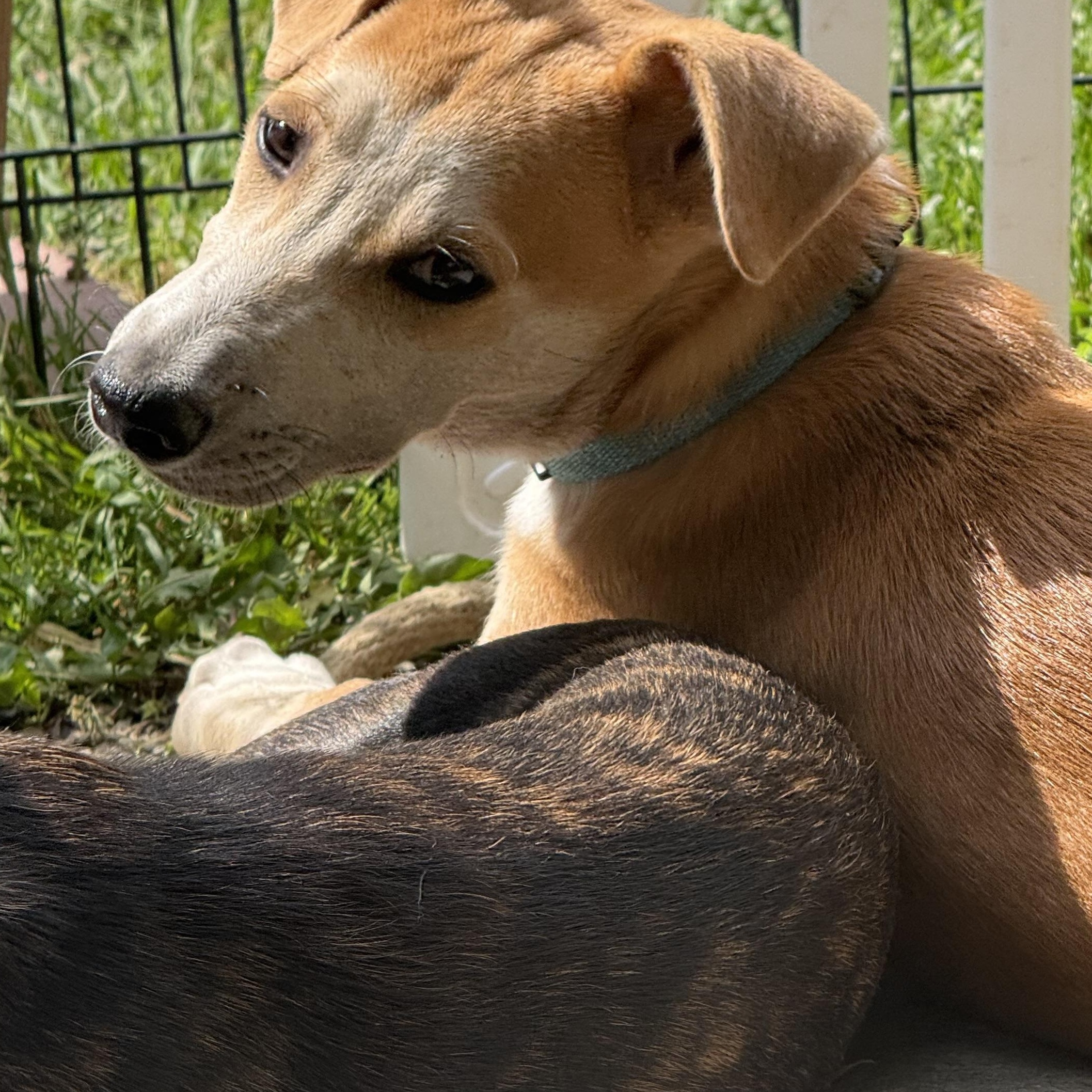 Archie, ADOPTABLE, Young Male Labrador Retriever.