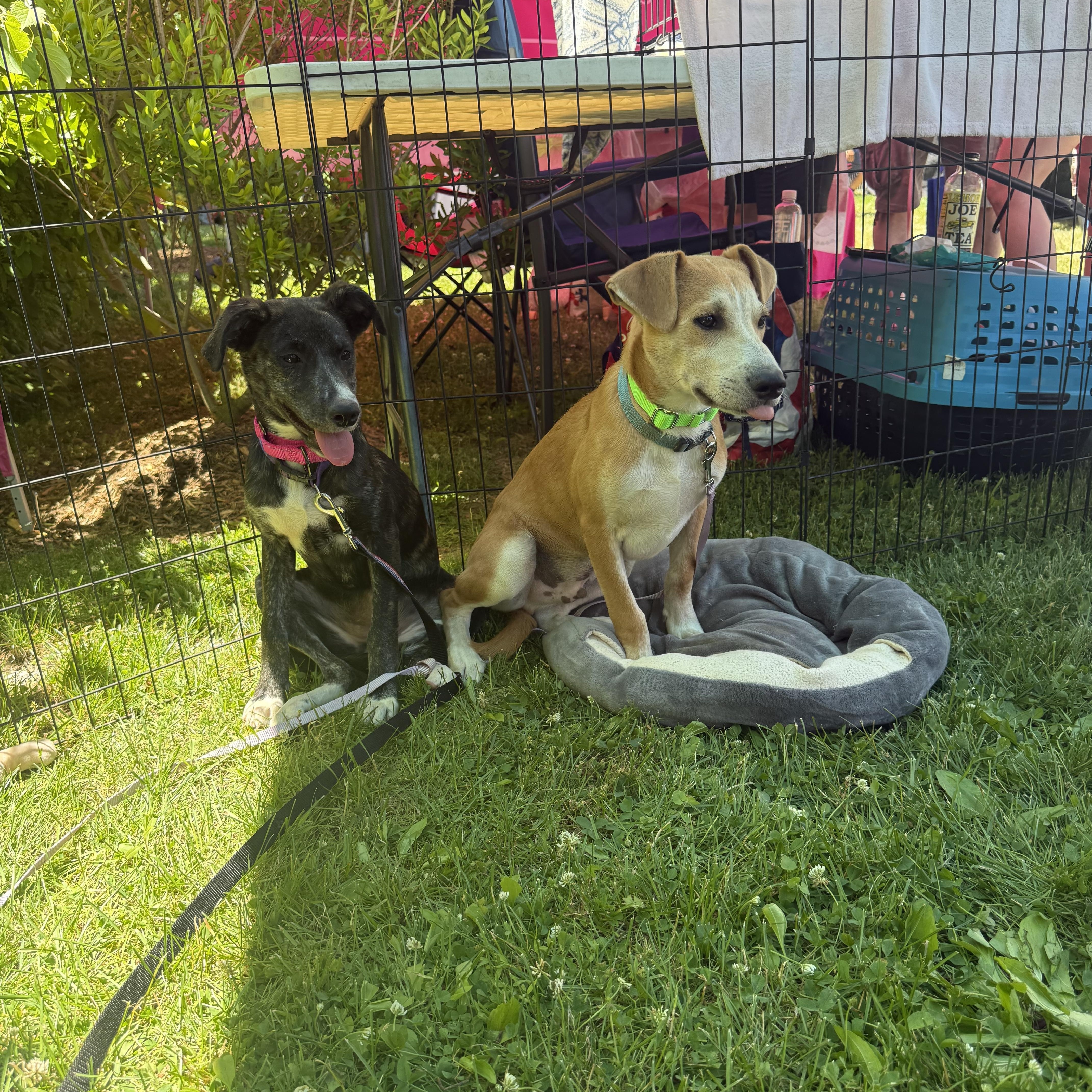 Archie, a ADOPTABLE mixed breed in Pleasant Valley, NY image 4/5