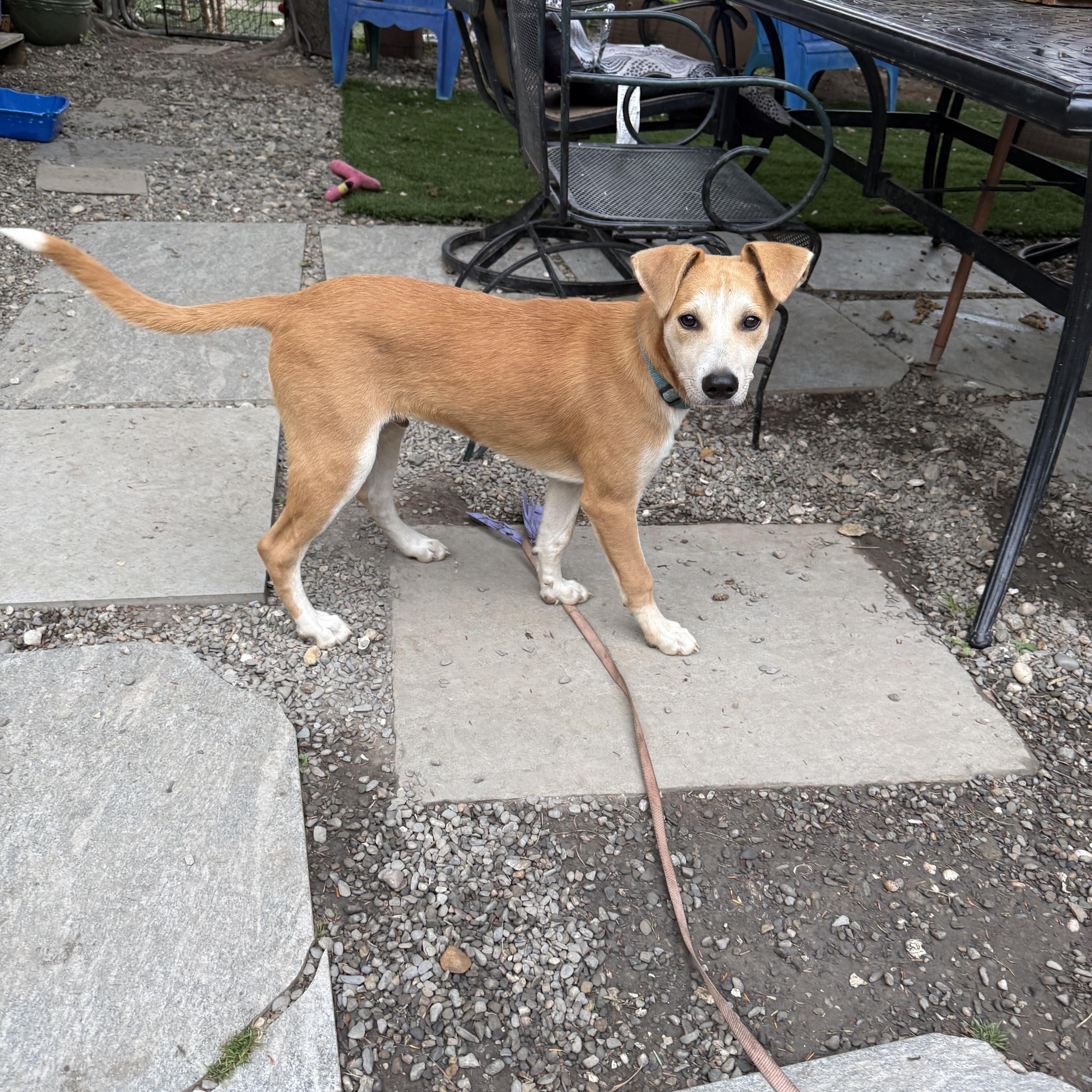 Archie, a ADOPTABLE mixed breed in Pleasant Valley, NY image 5/5