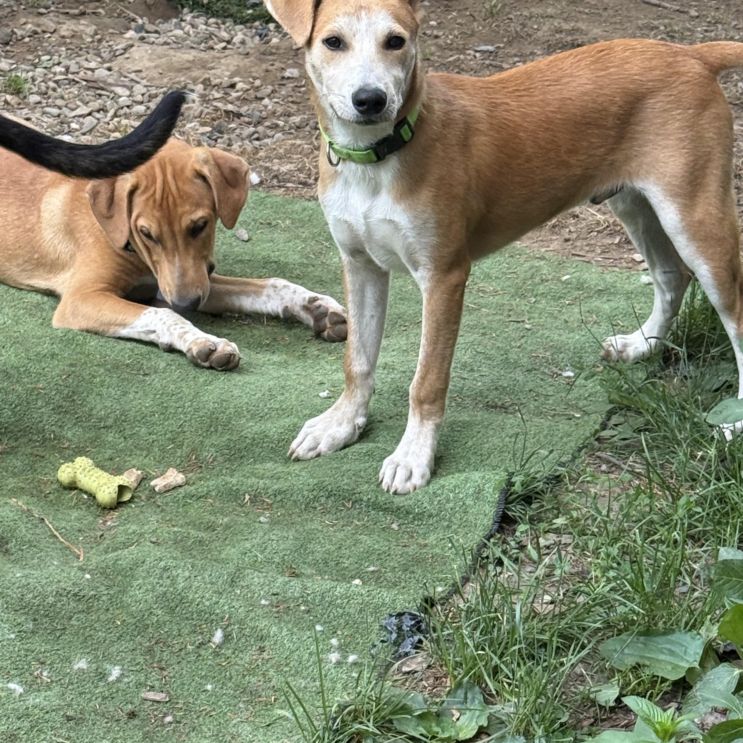 Archie, a ADOPTABLE mixed breed in Pleasant Valley, NY image 2/5