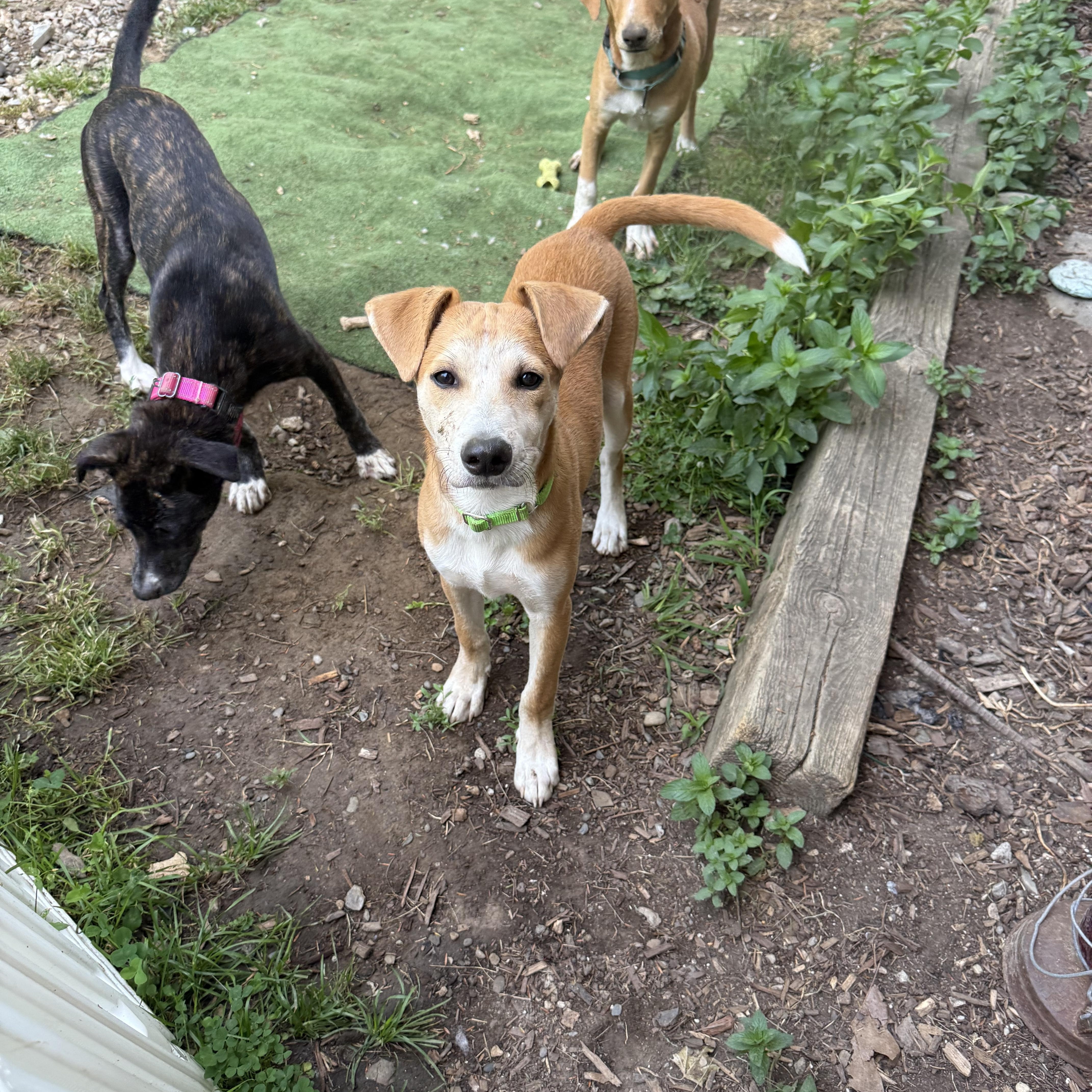 Archie, a ADOPTABLE mixed breed in Pleasant Valley, NY image 3/5