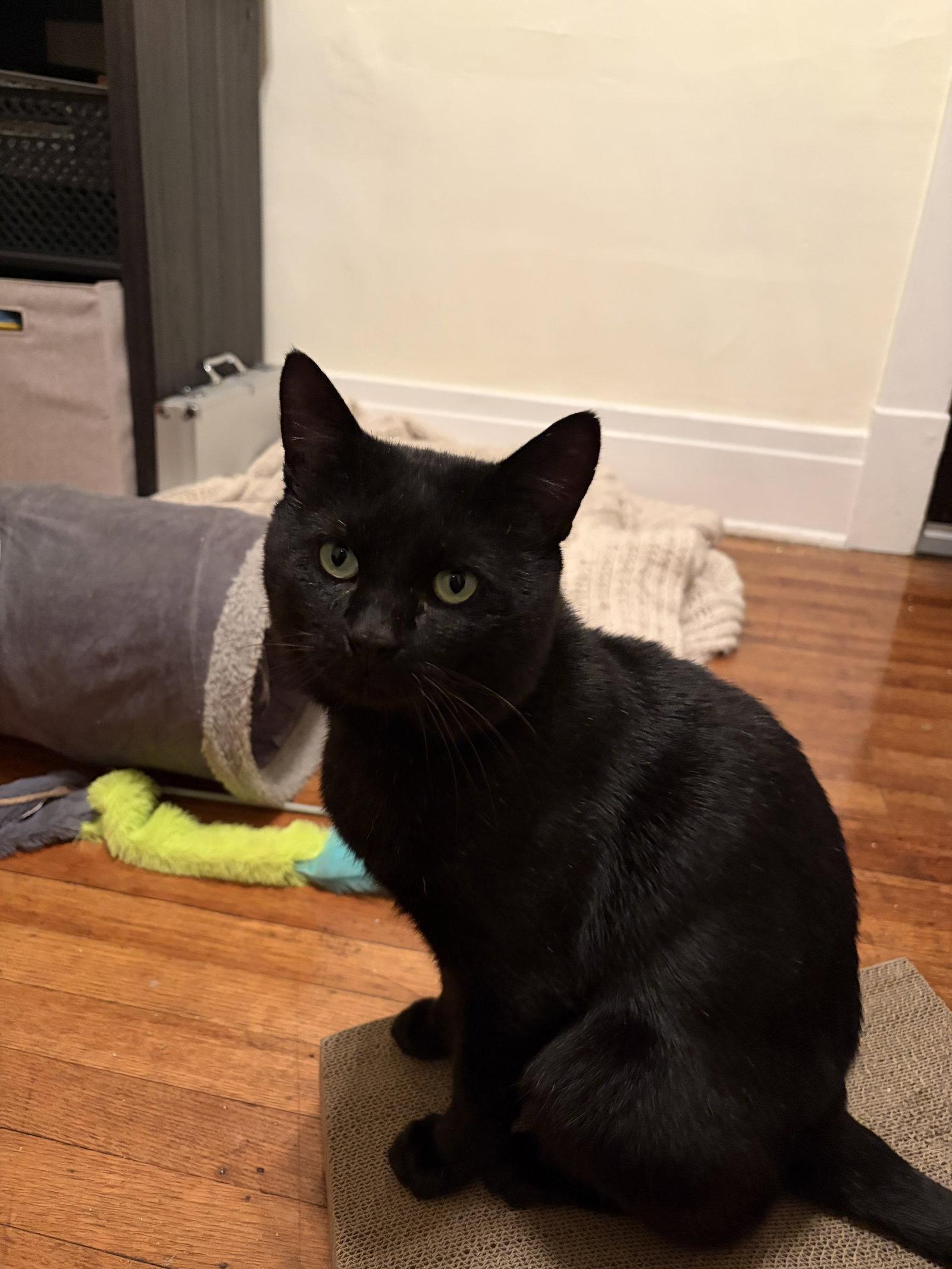 Chad, Adoptable, Adult Male Domestic Short Hair.