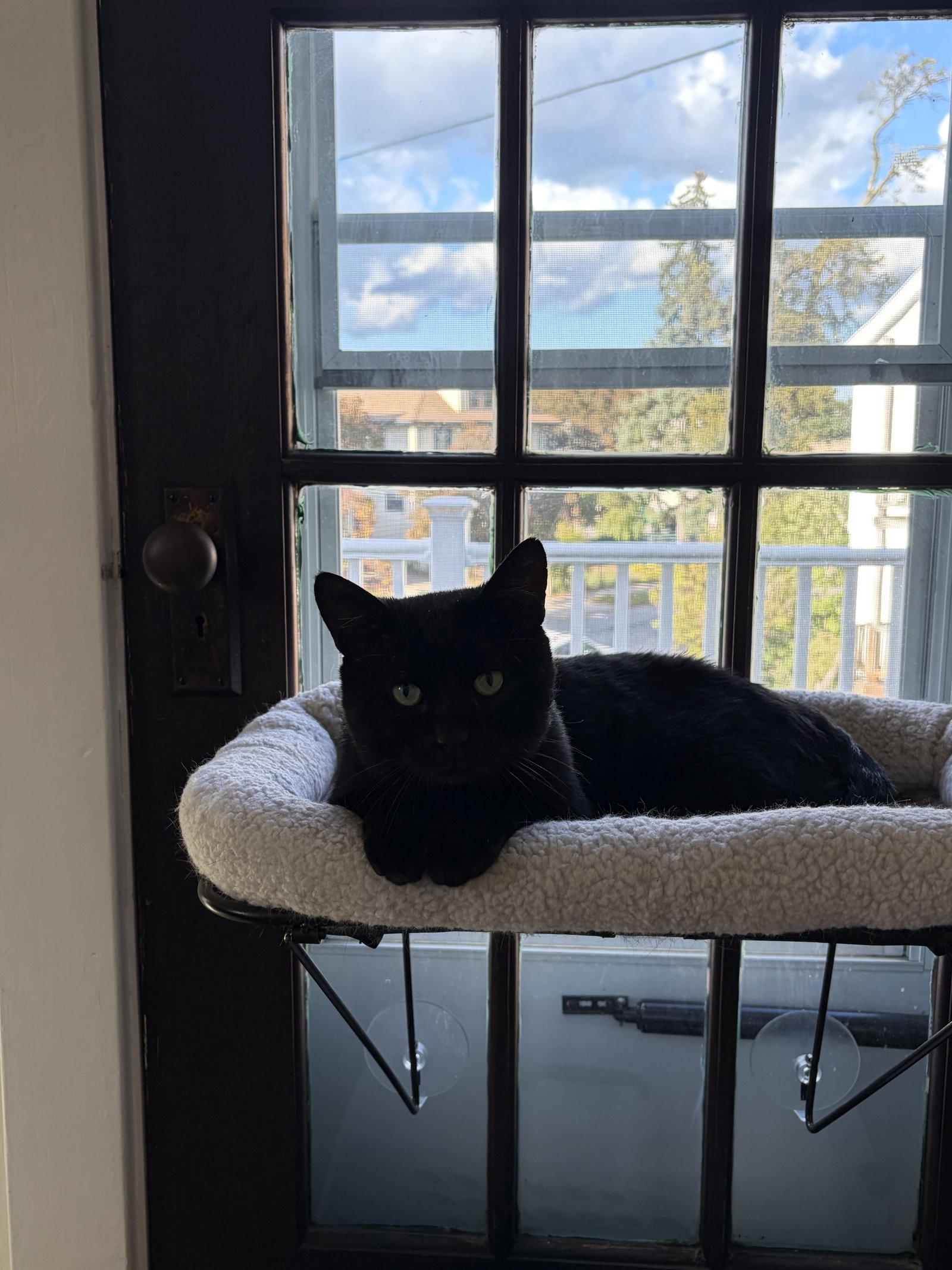 Enlarge Chad, a Adoptable Domestic Short Hair in Tonawanda, NY image 2/3