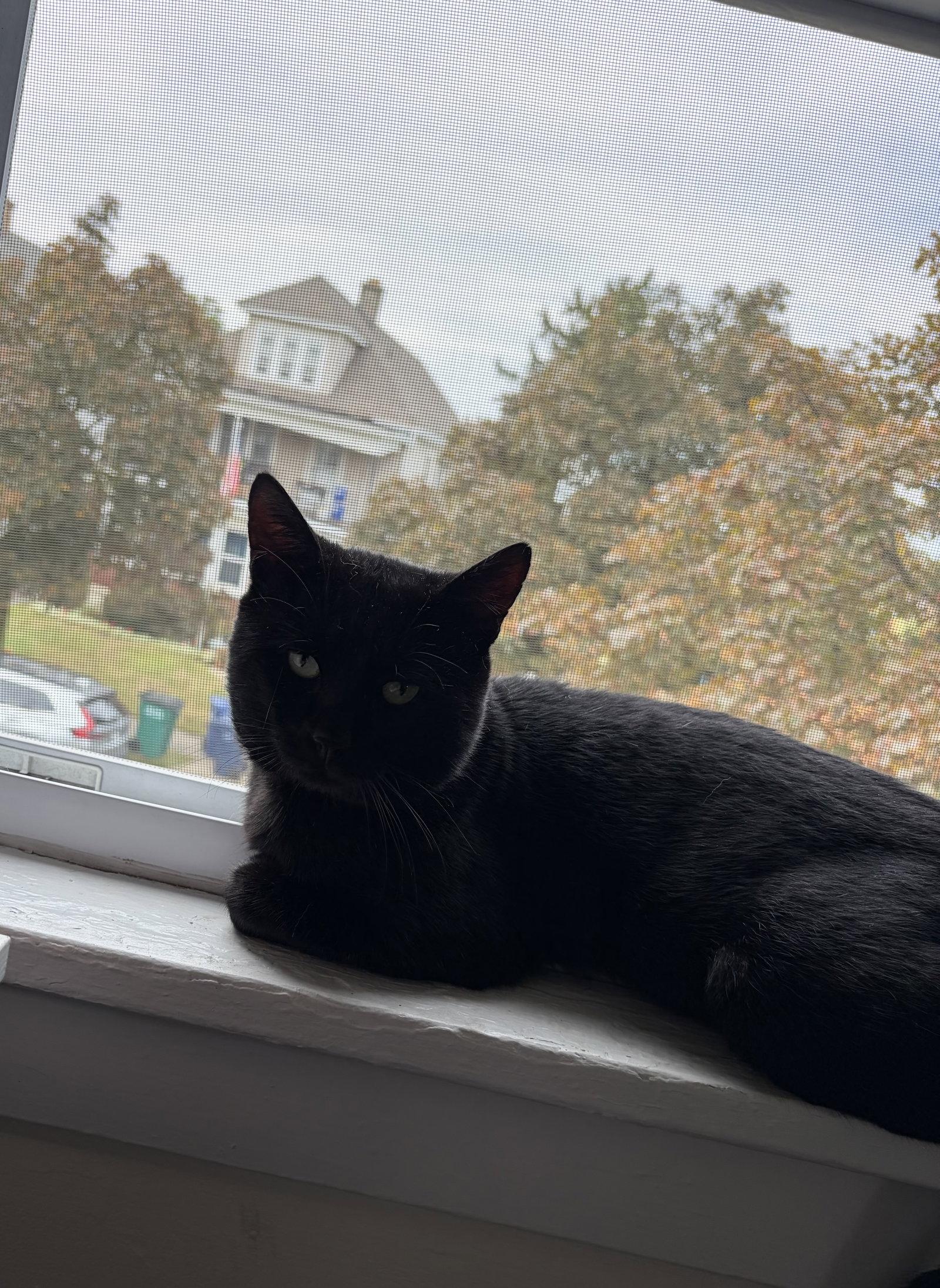 Enlarge Chad, a Adoptable Domestic Short Hair in Tonawanda, NY image 3/3