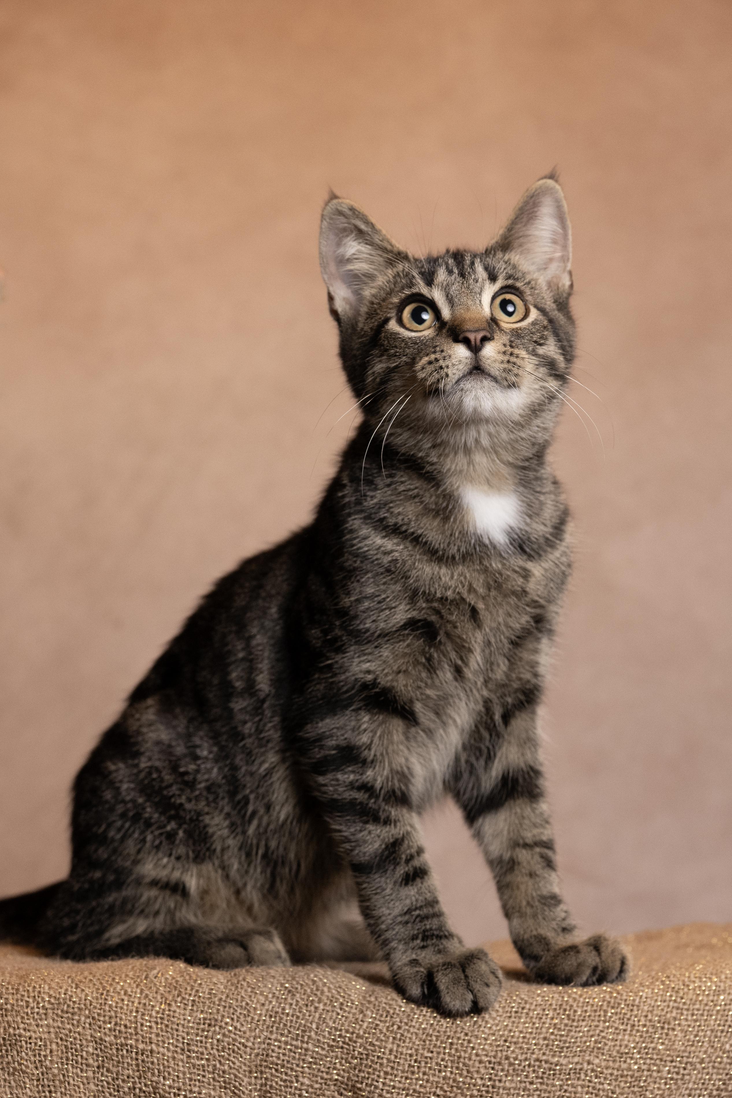 Enlarge Wally, a Adoptable Oriental Tabby in Muncie, IN image 4/4