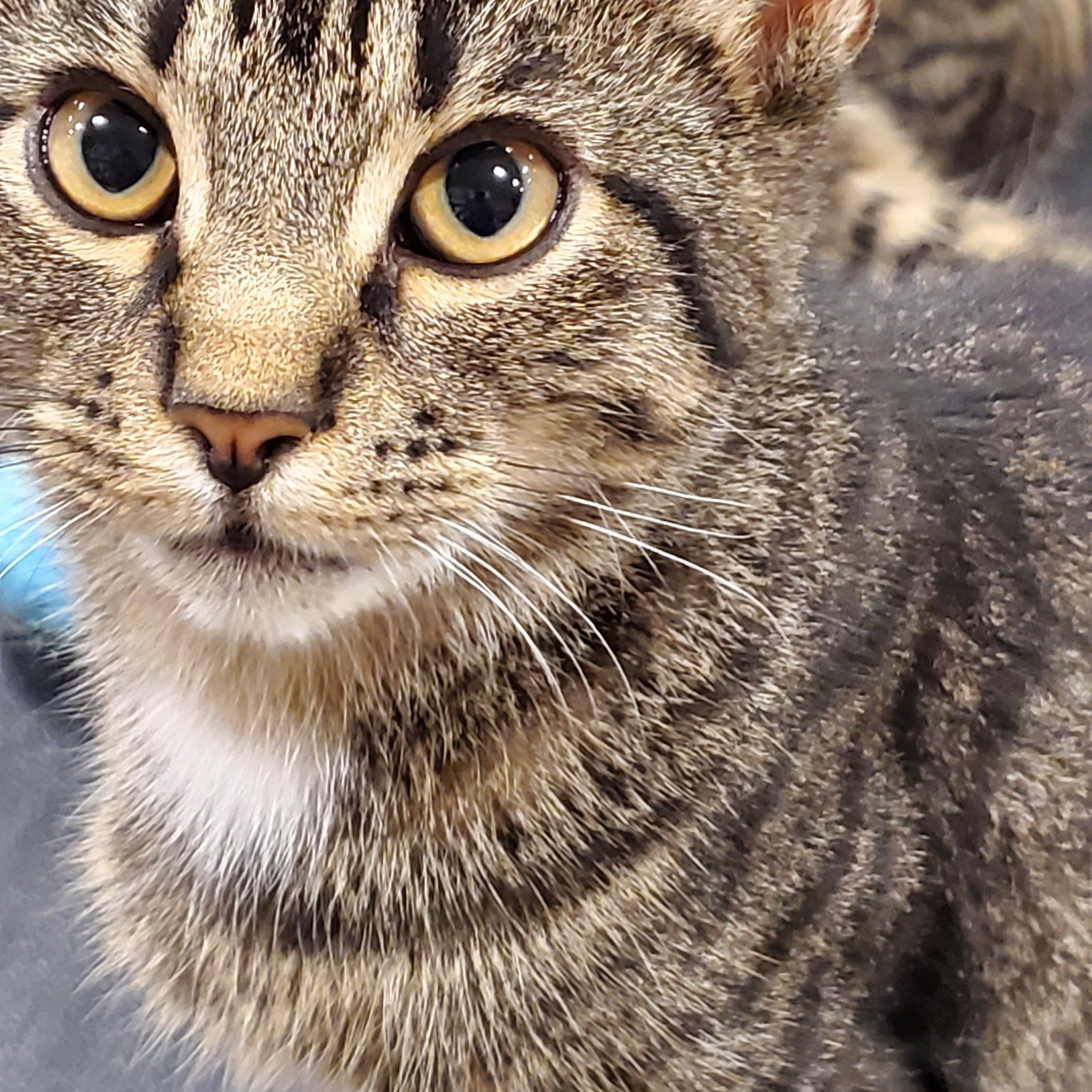 Enlarge Wally, a Adoptable Oriental Tabby in Muncie, IN image 2/4
