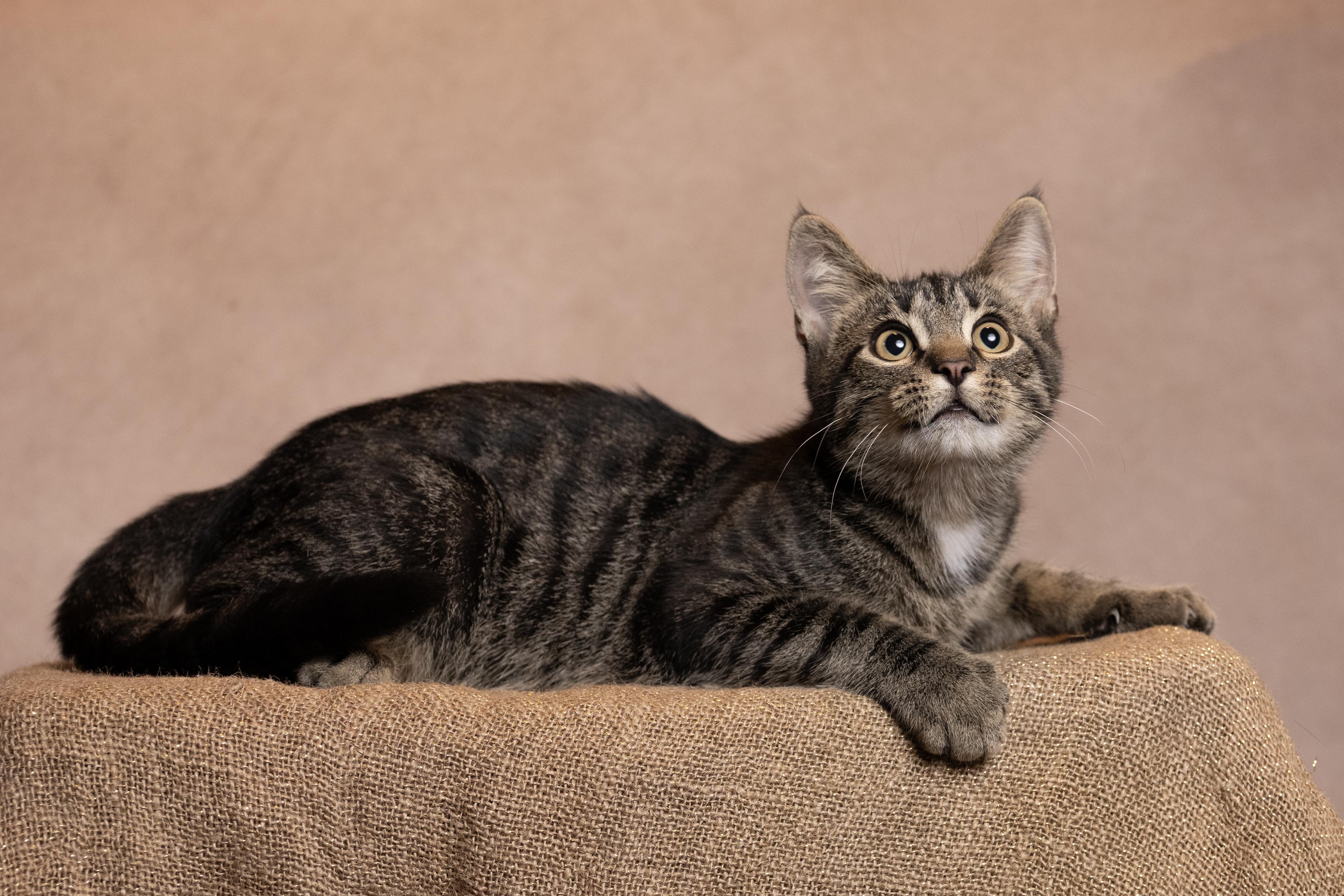 Wally, Adoptable, Kitten Male Oriental Tabby.