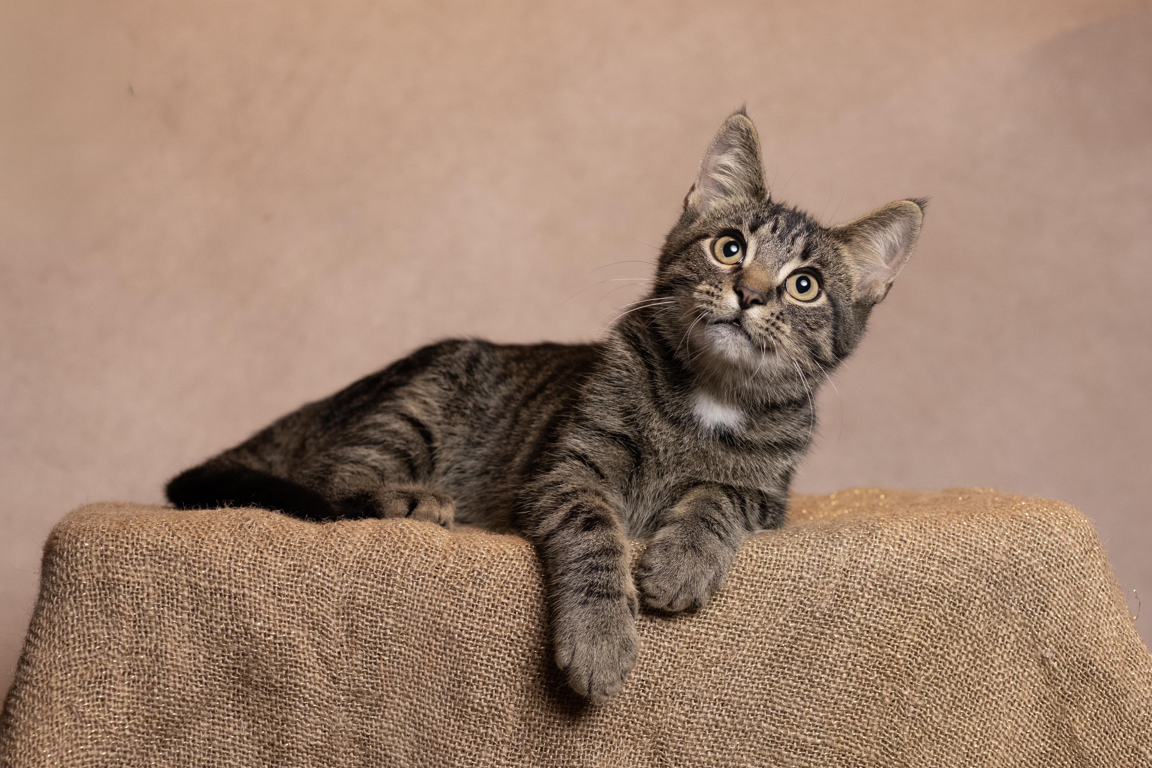 Enlarge Wally, a Adoptable Oriental Tabby in Muncie, IN image 3/4