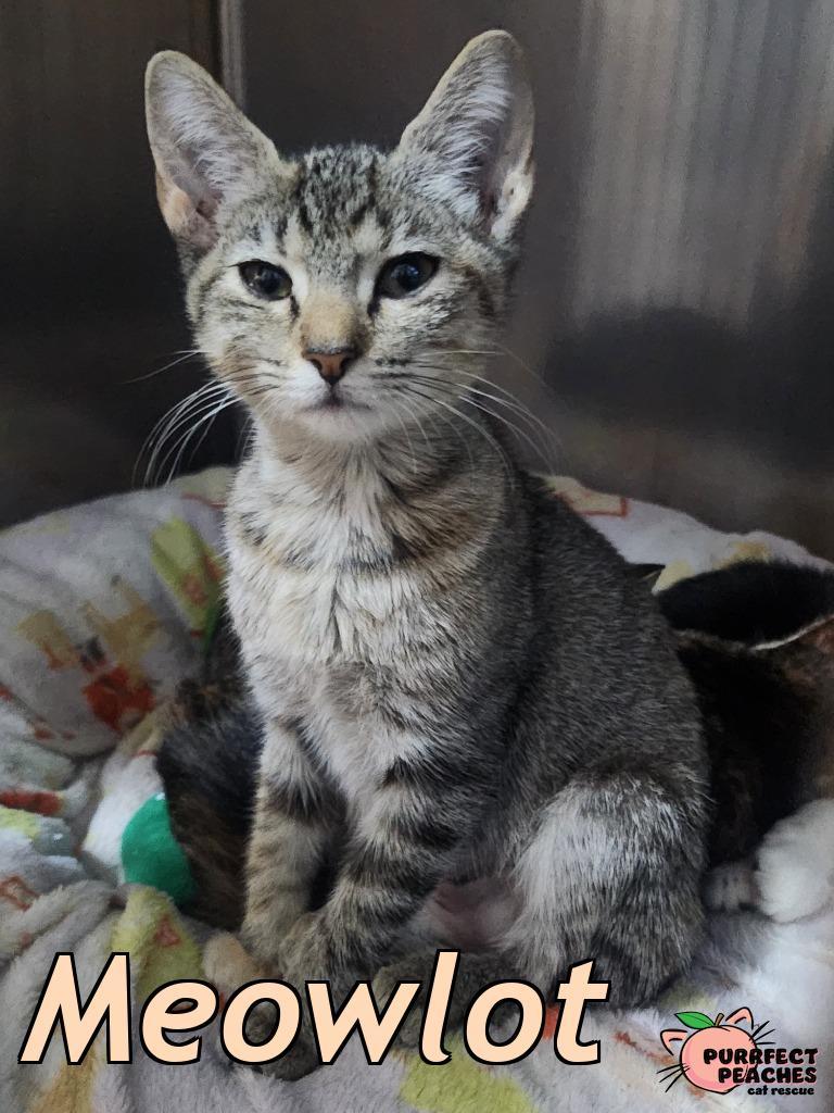 Meowlot, Adoptable, Kitten Female American Bobtail.