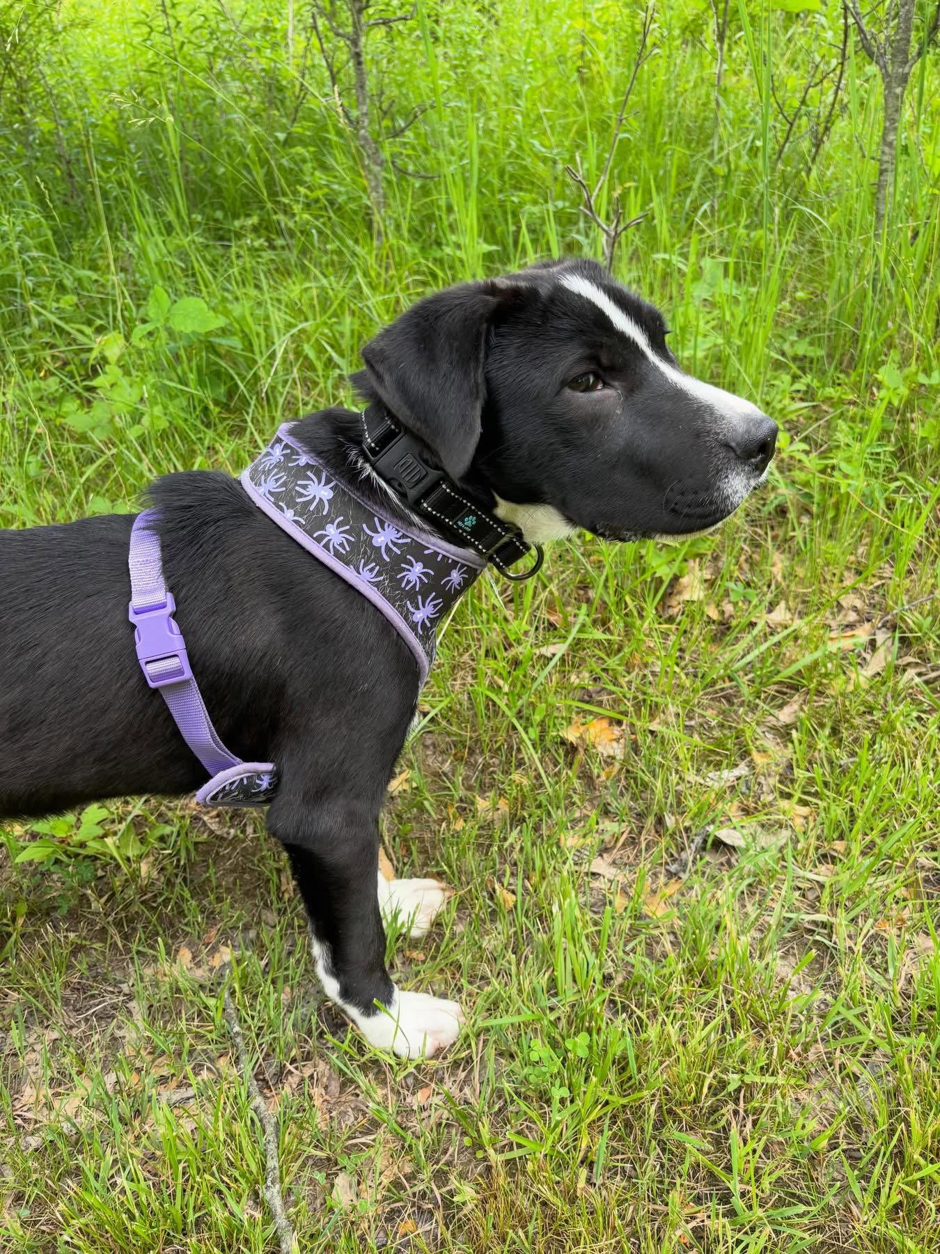 Mars, Adoptable, Young Male Labrador Retriever & Husky.