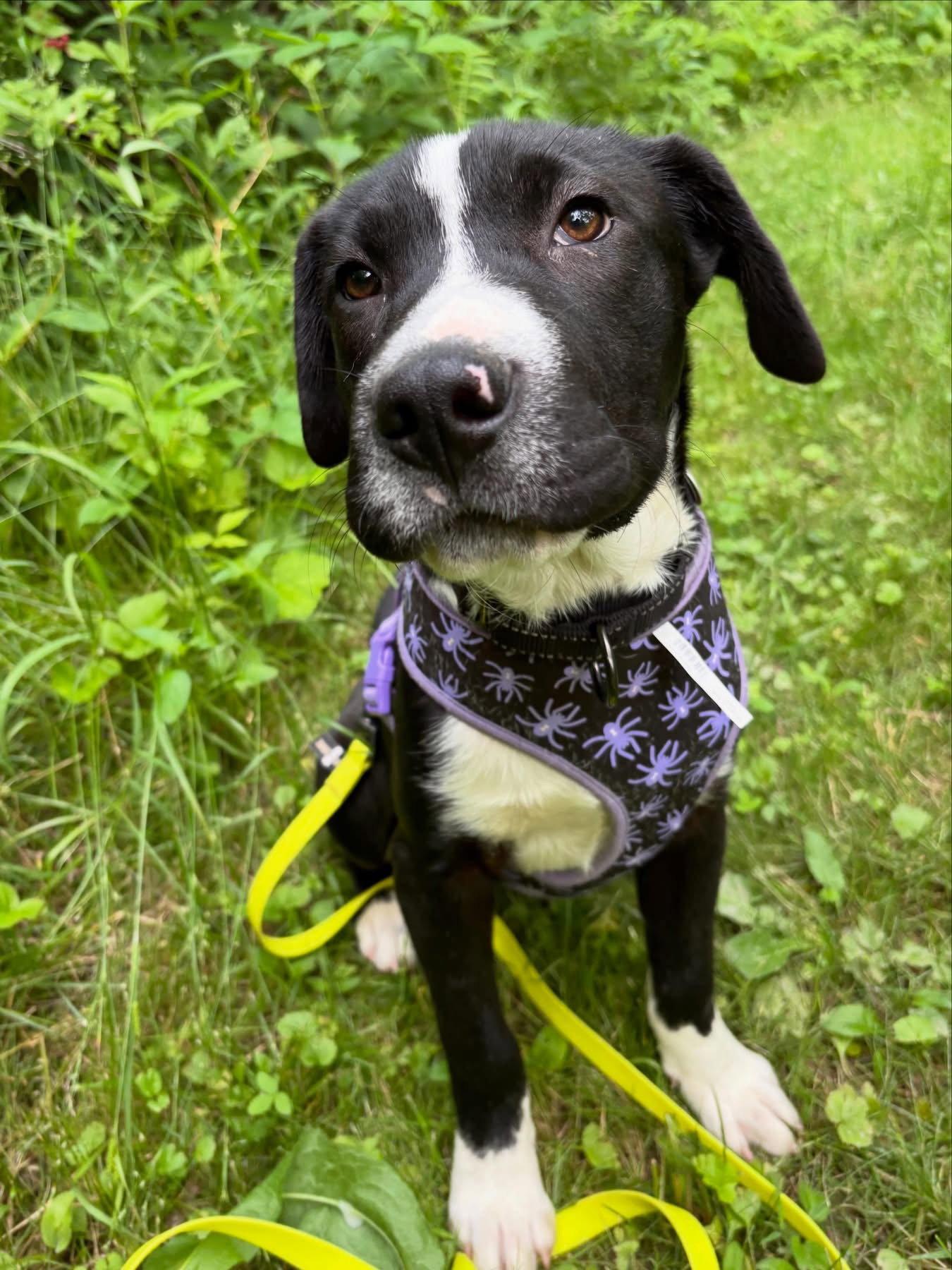 Mars, a Adoptable mixed breed in Powell, OH image 2/3