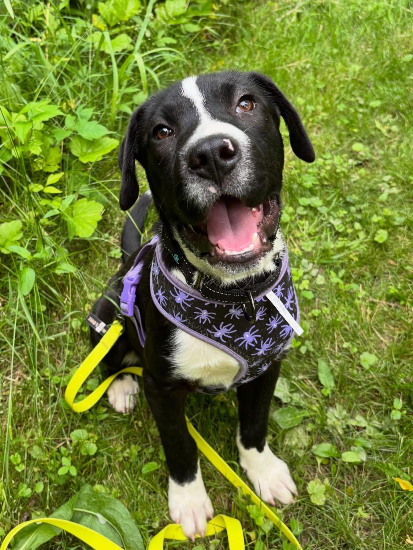Mars, a Adoptable mixed breed in Powell, OH image 3/3