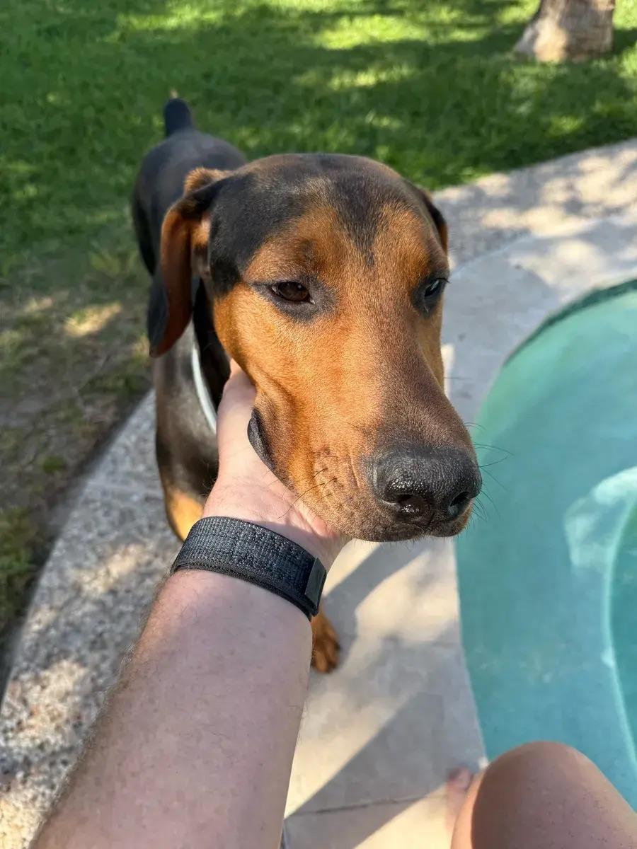 Enlarge Earl, a ADOPTABLE mixed breed in Polk, OH image 5/6