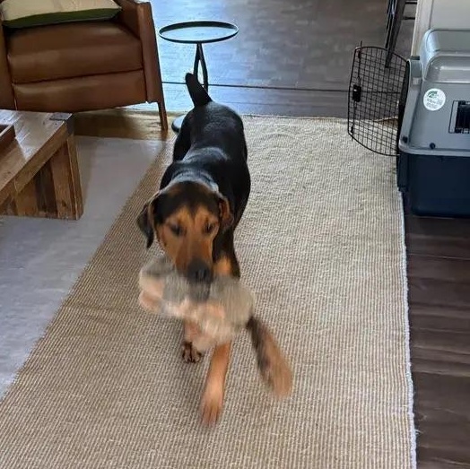 Enlarge Earl, a ADOPTABLE mixed breed in Polk, OH image 2/6