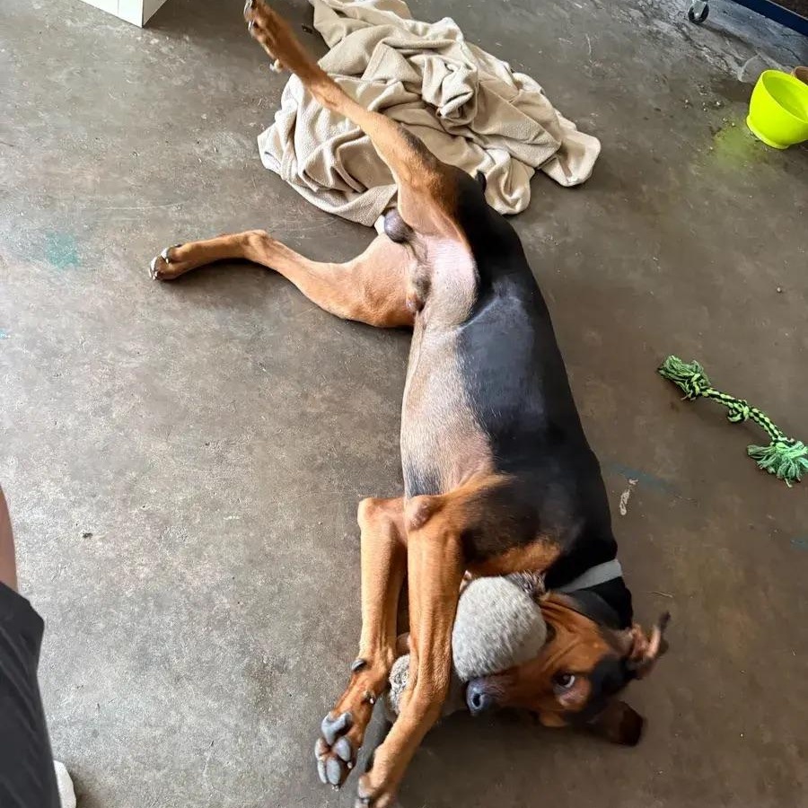 Enlarge Earl, a ADOPTABLE mixed breed in Polk, OH image 4/6