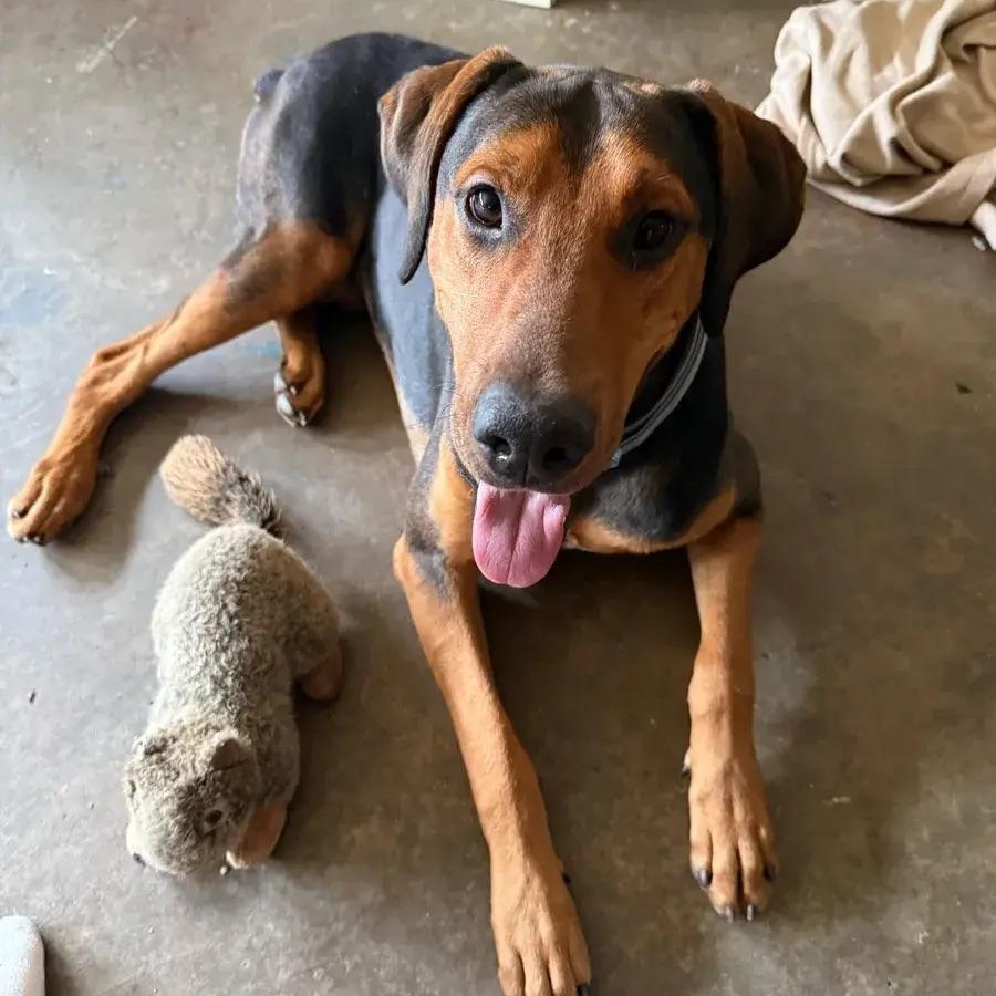 Enlarge Earl, a ADOPTABLE mixed breed in Polk, OH image 6/6