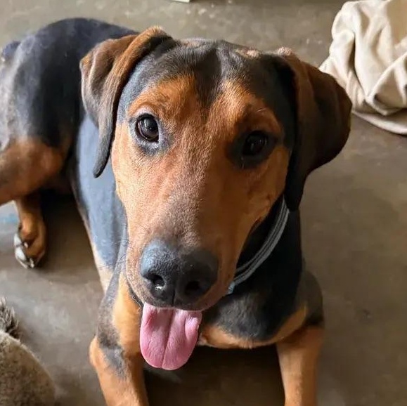 Earl, ADOPTABLE, Young Male Rottweiler & Mixed Breed.