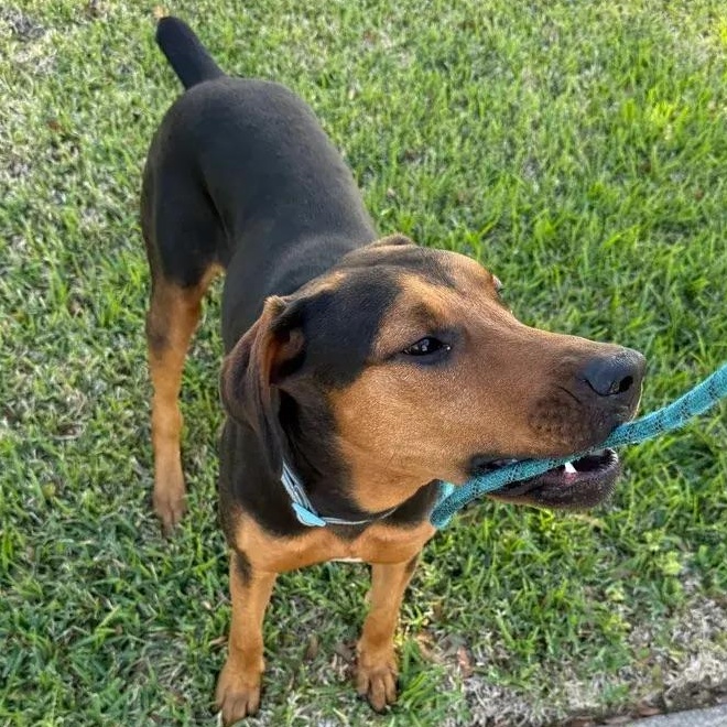 Enlarge Earl, a ADOPTABLE mixed breed in Polk, OH image 3/6